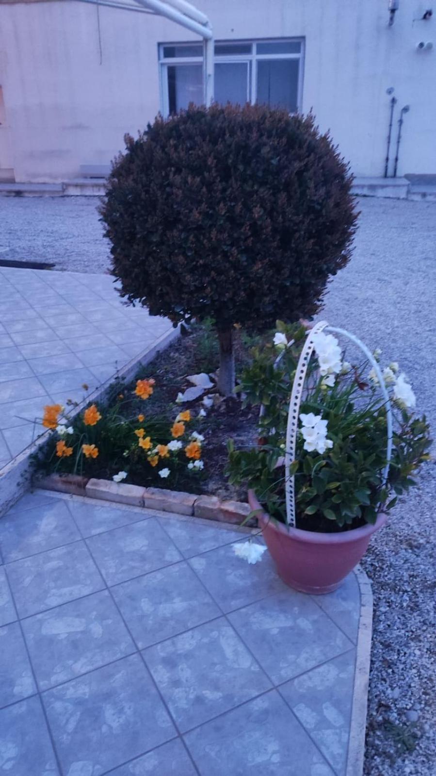 B&B I Tre Ulivi Morro d'Oro Exterior photo